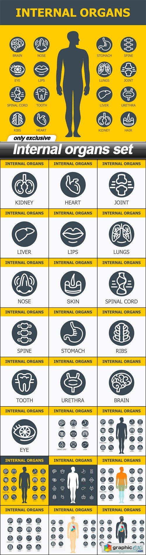 Internal organs set - 24 EPS