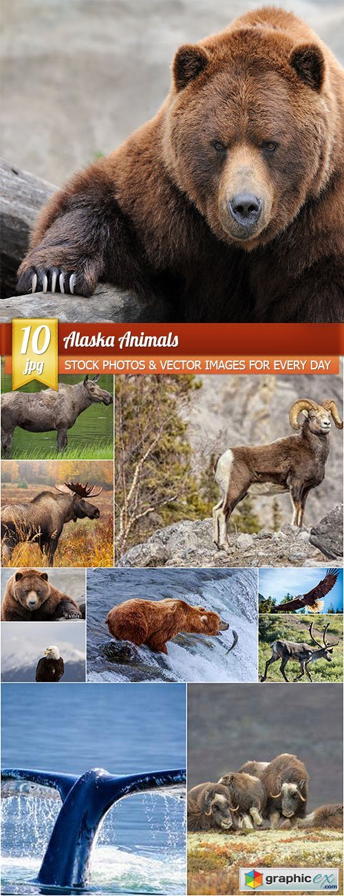 Alaska animals, 10 x UHQ JPEG