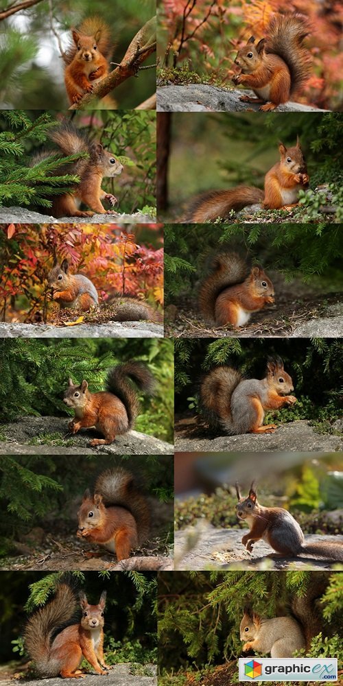 Cute red squirrel turning grey in autumn