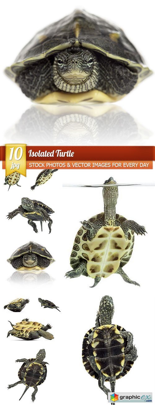 Isolated Turtle, 10 x UHQ JPEG