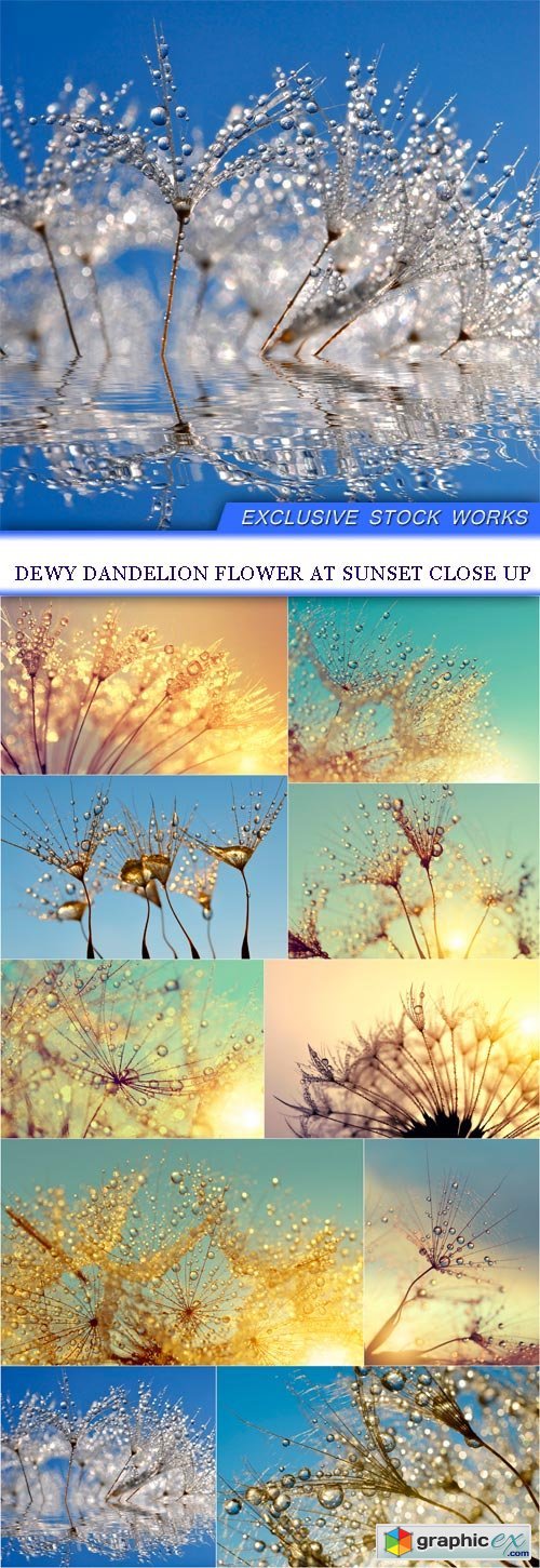 Dewy dandelion flower at sunset close up 10X JPEG