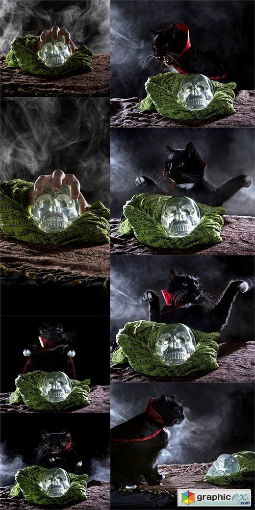Black cat in a cape with a crystal skull on a black background