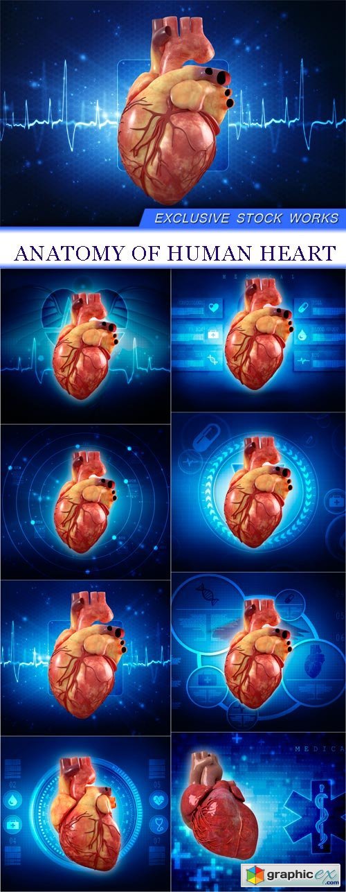 Anatomy of Human Heart 8X JPEG