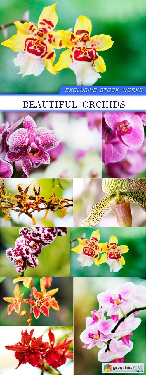 Beautiful orchids 9X JPEG