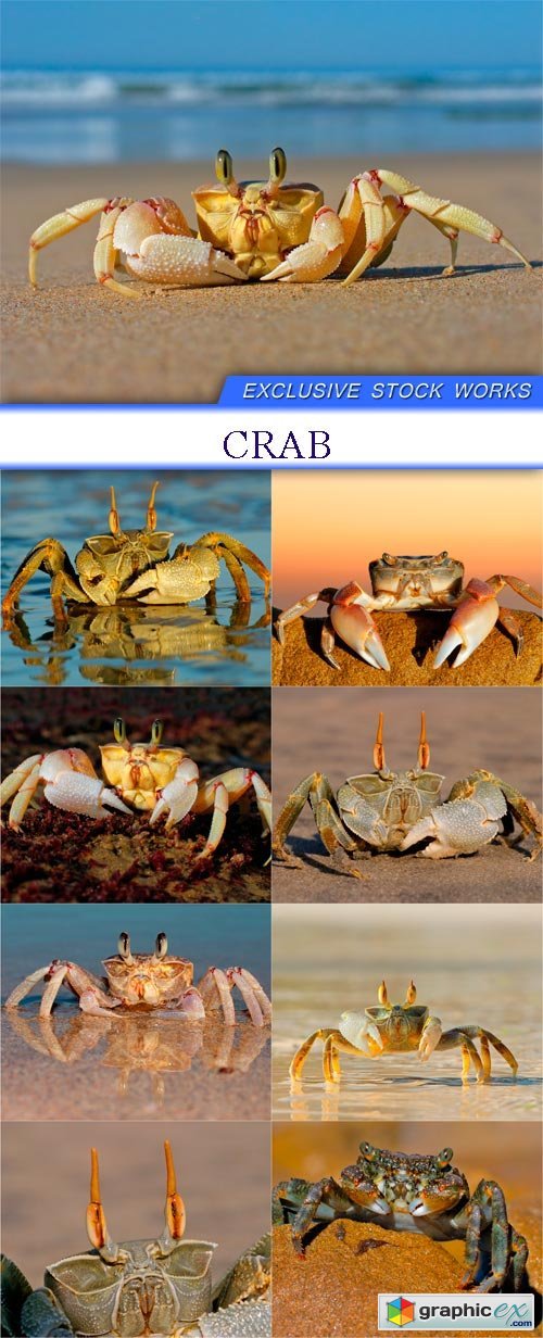 Crab 9X JPEG