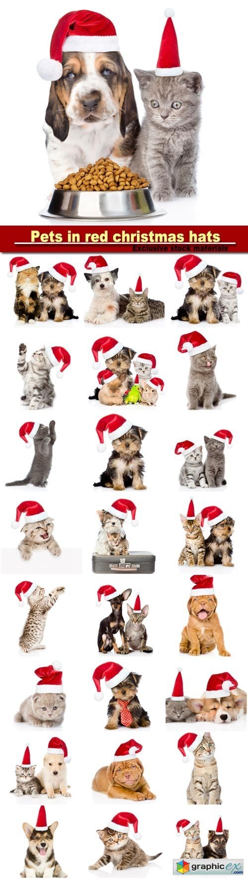 Group of pets in red christmas hats, isolated on white background