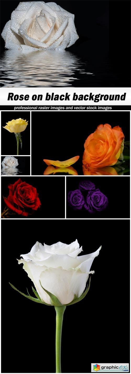 Rose on black background - 6 UHQ JPEG