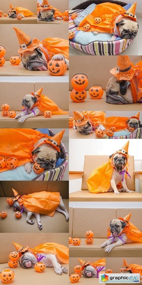 Cute pug dog with costume of happy halloween day