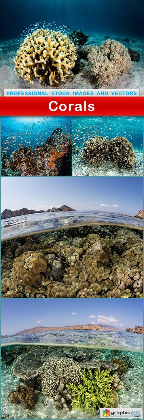Corals - 5 UHQ JPEG