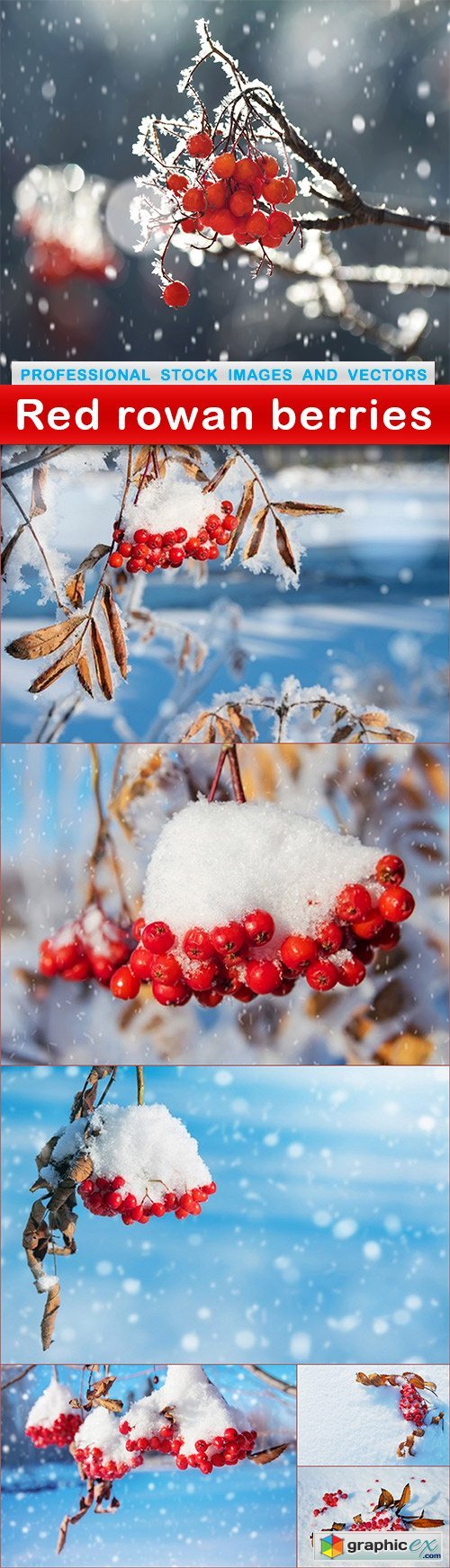 Red rowan berries - 7 UHQ JPEG