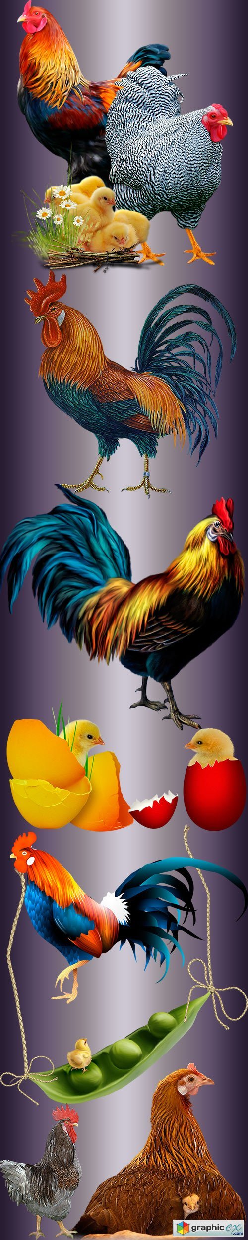 Clipart - Chicken family