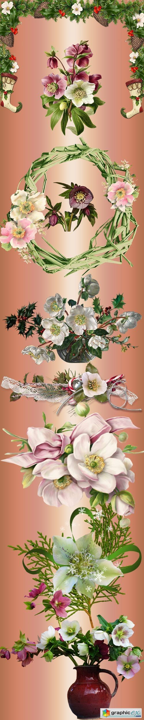Christmas rose - Helleborus on a transparent background