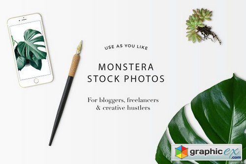 4 Green monstera stock photos