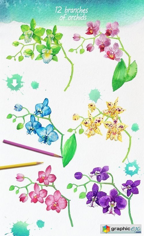 Bundle Watercolor Orchids
