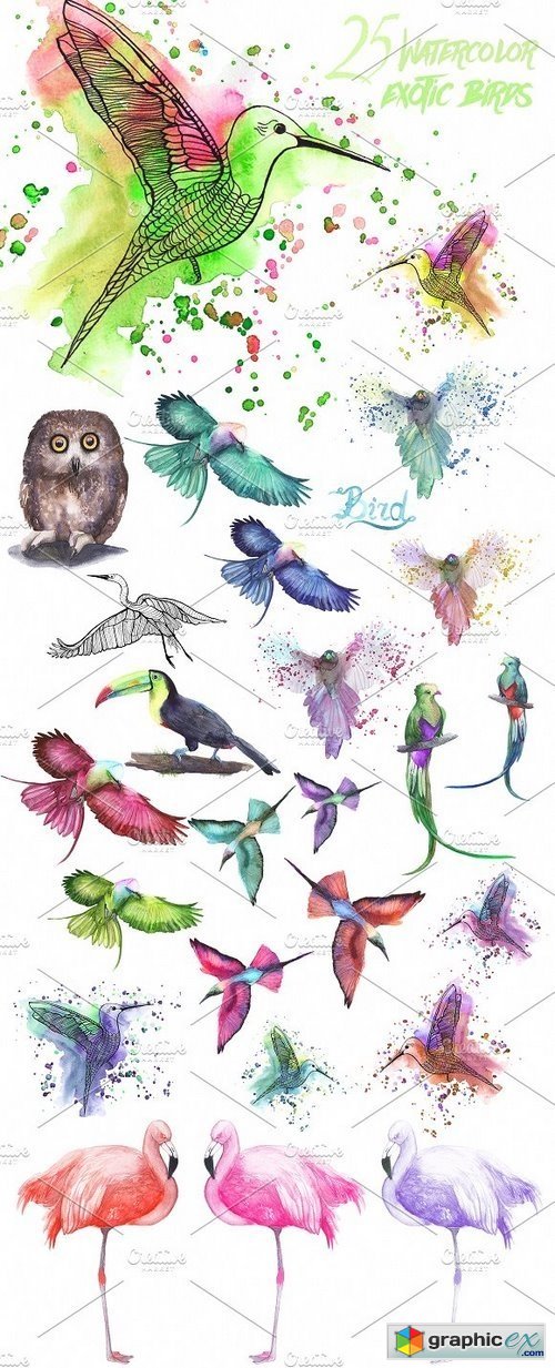 Watercolor Exotic Birds