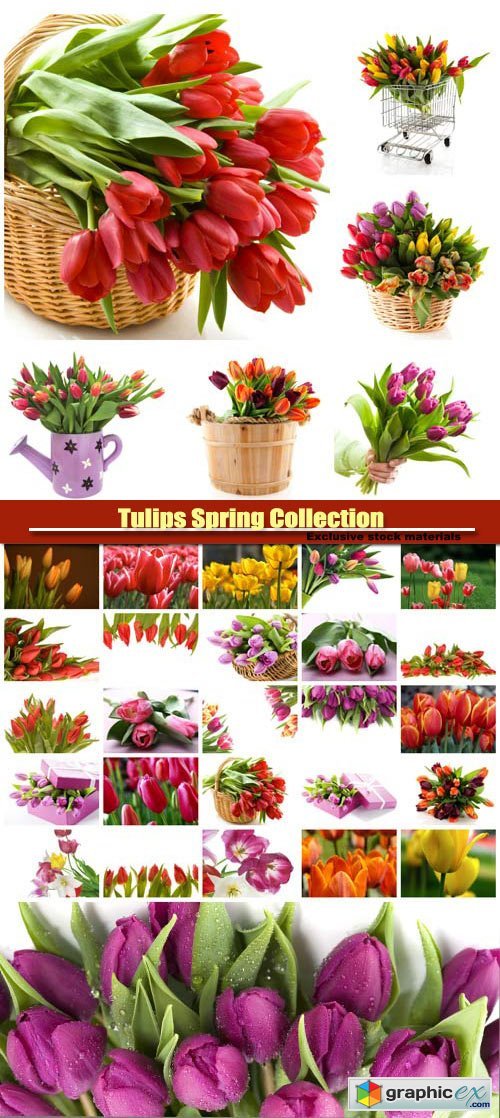 Tulips Spring Collection