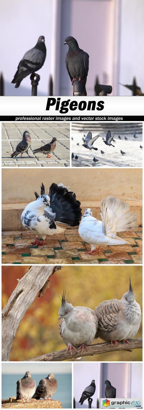 Pigeons - 6 UHQ JPEG