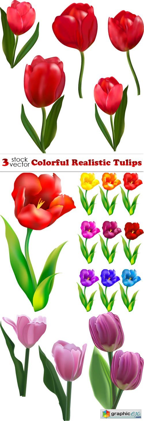 Colorful Realistic Tulips