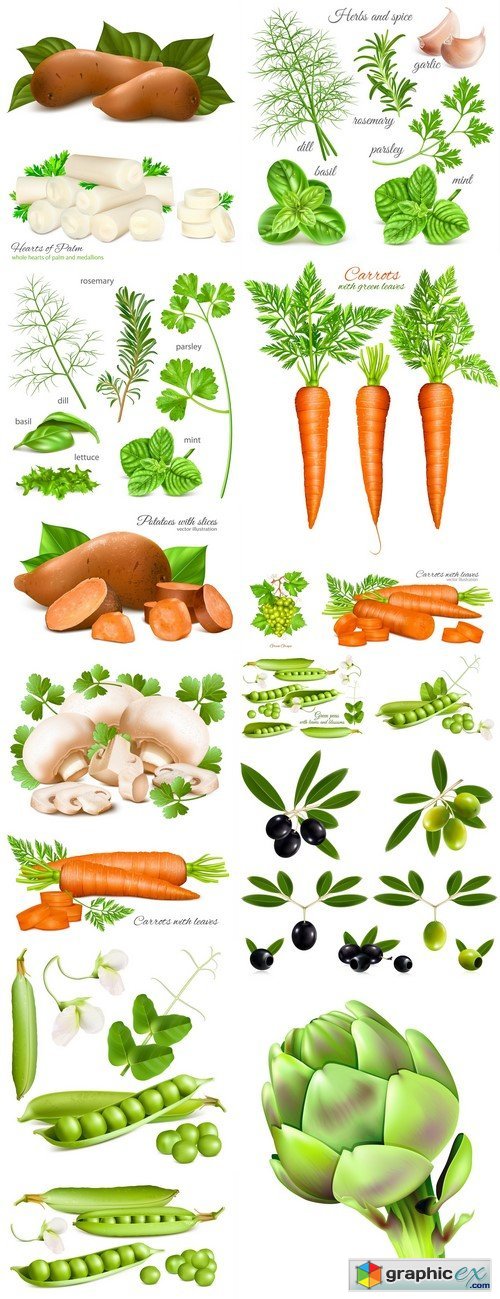 Herbs, spice and vegetables 16X EPS