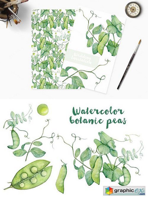 Watercolor botanic peas