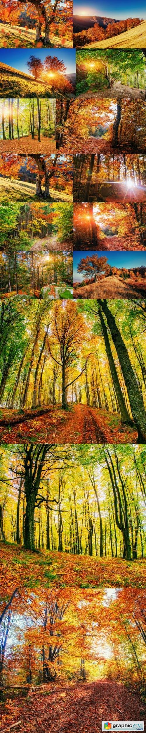 Forest Road in the autumn. Landscape. Ukraine Europe