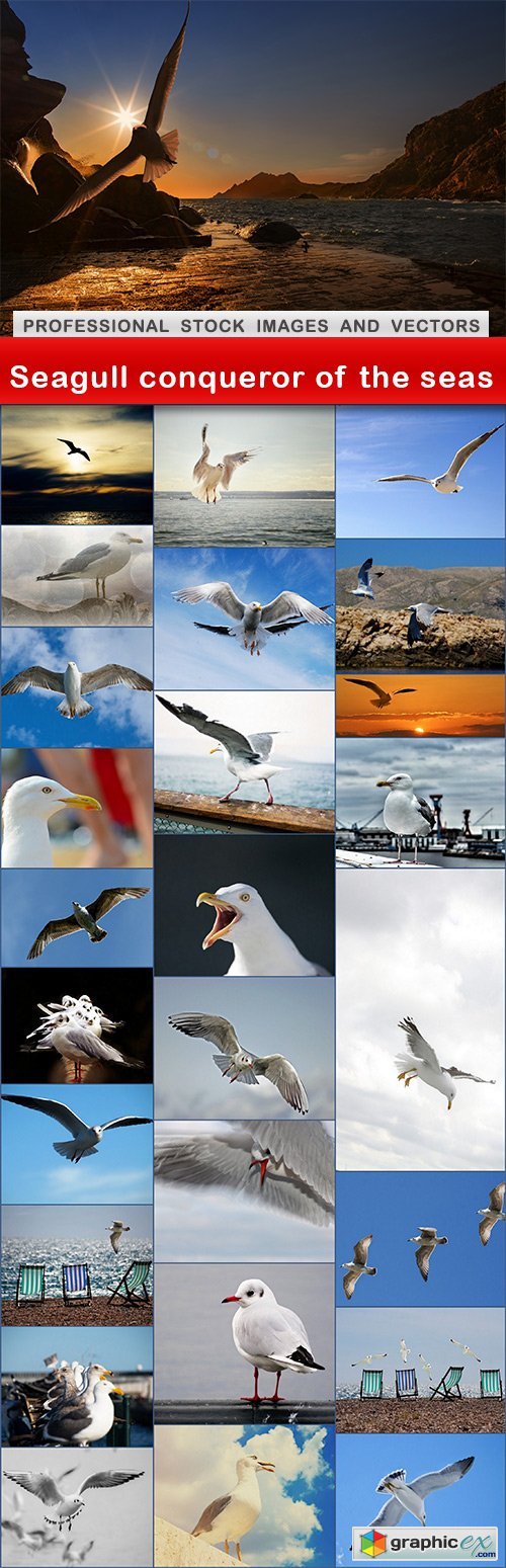 Seagull conqueror of the seas - 27 UHQ JPEG