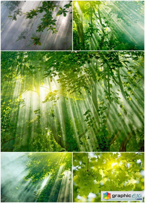 Magic sunlights in forest 5X JPEG