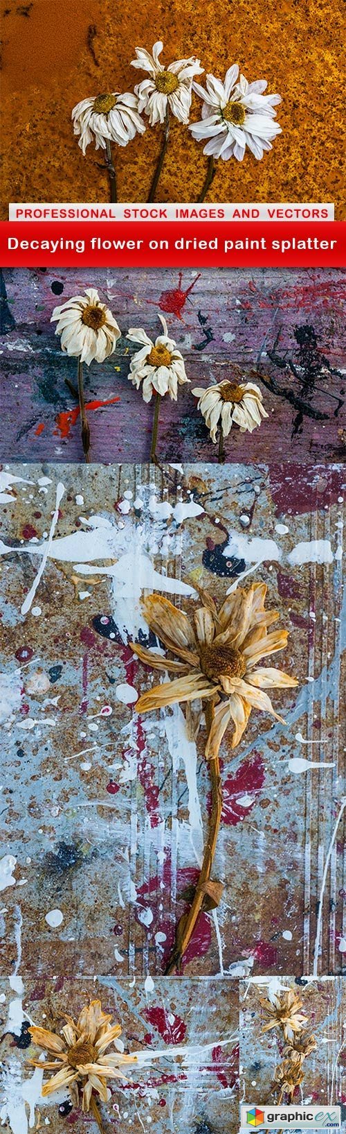 Decaying flower on dried paint splatter - 5 UHQ JPEG