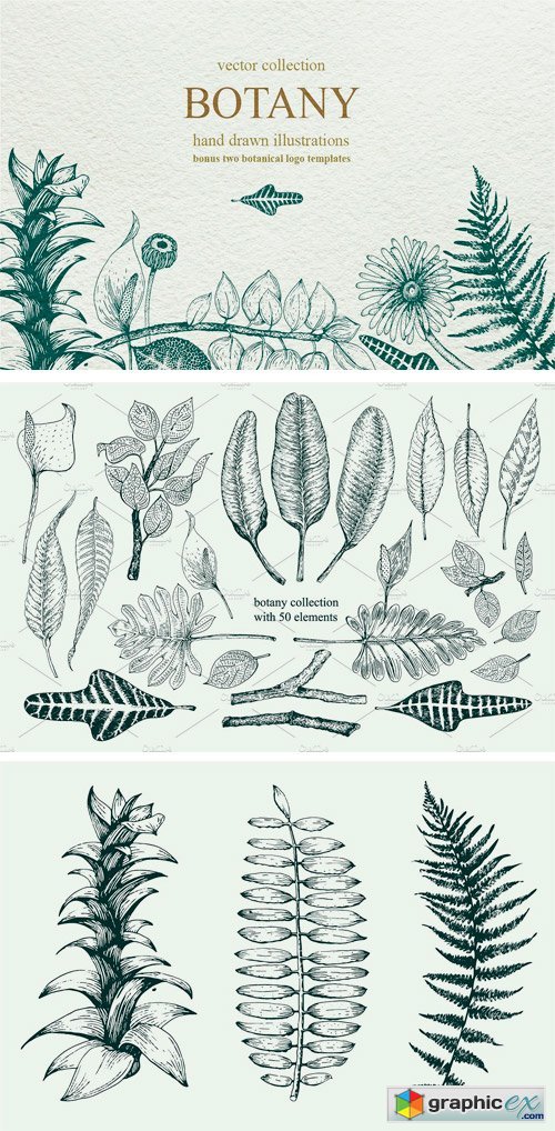 Vector Botany Collection