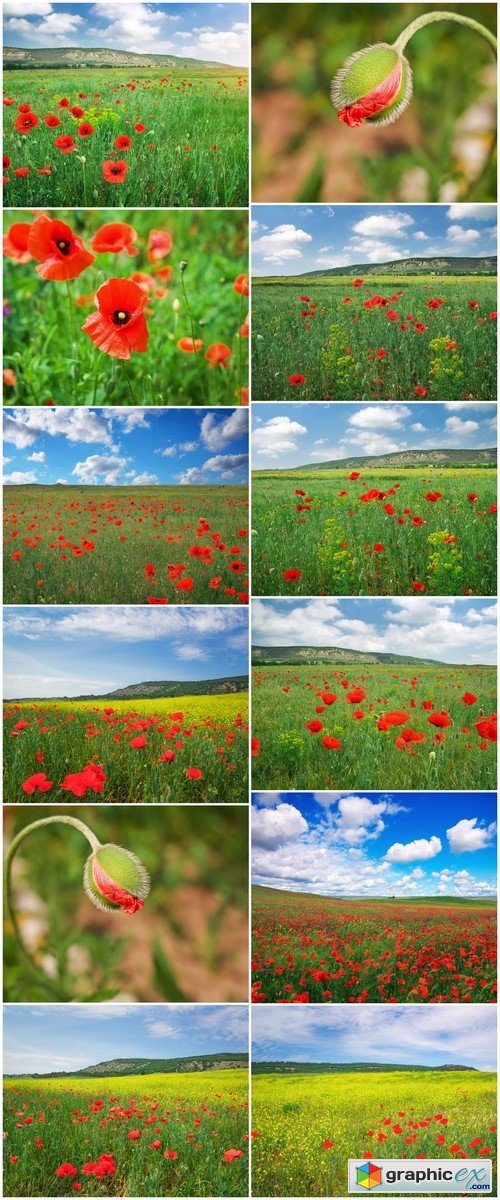 Beautiful Landscape Field with red poppies 12X JPEG