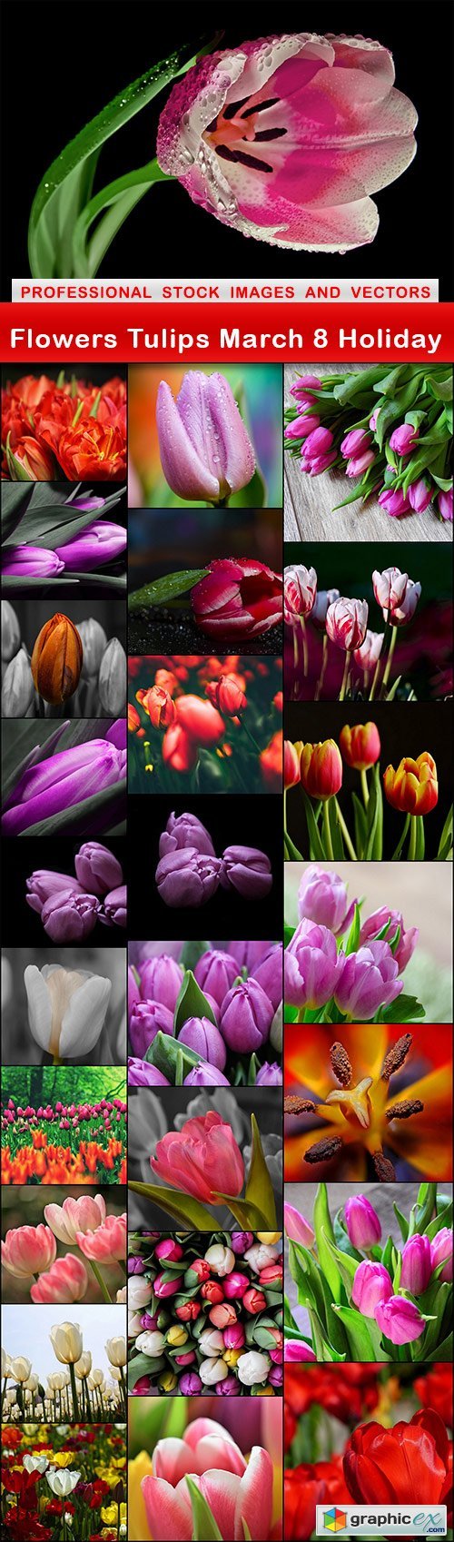 Flowers Tulips March 8 Holiday - 26 UHQ JPEG