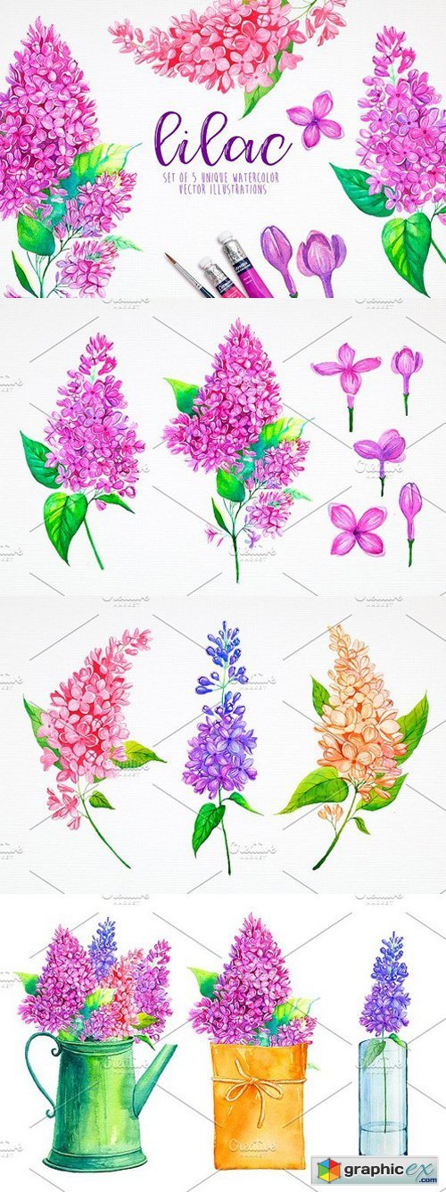 Lilac. Watercolor illustrations