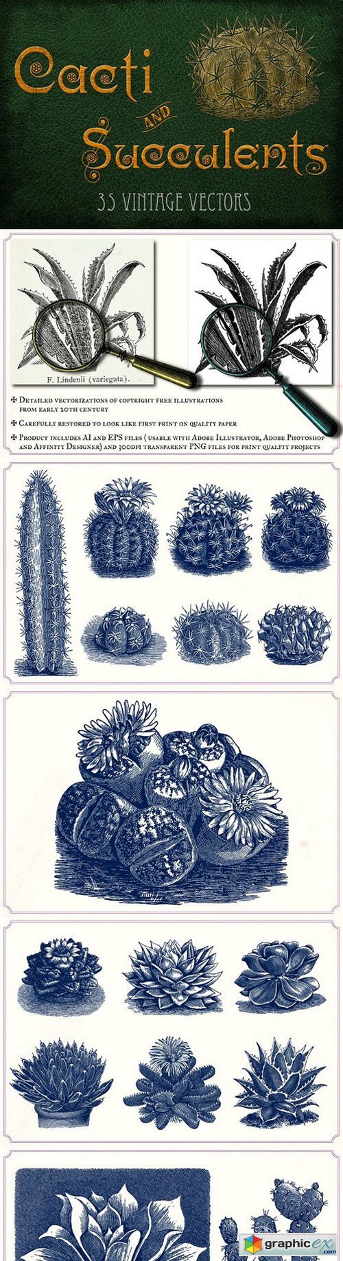 Vintage Cacti and Succulents