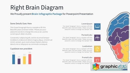 Brain Infographic - Slide Material