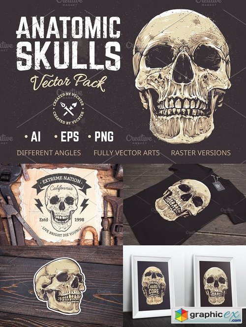 Anatomic Skulls | Vector Pack