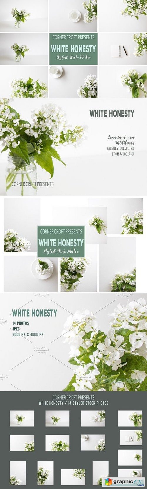 White Honesty Stock Photo Bundle