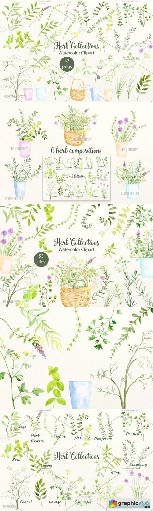 Watercolor Herb Collection
