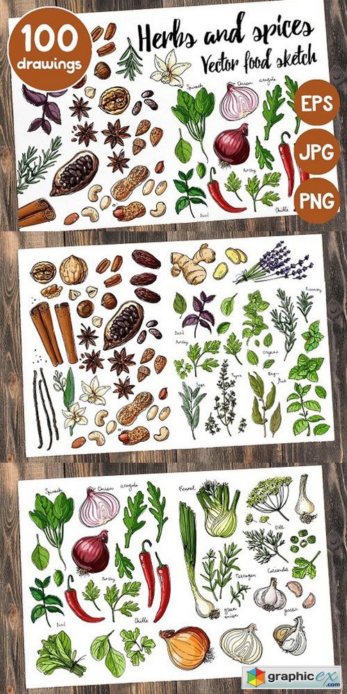 Sketches herbs and spices