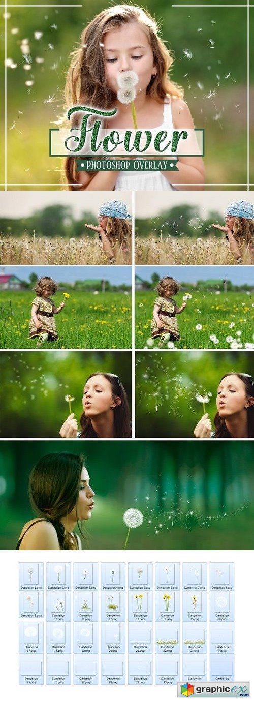 30 dandelion flowers Photo Overlays