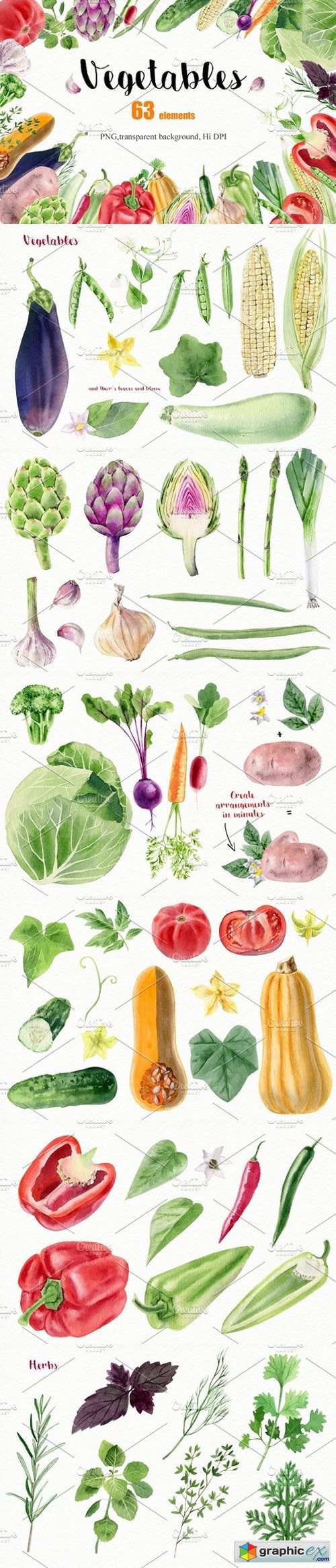 Watercolor vegetables and herbs