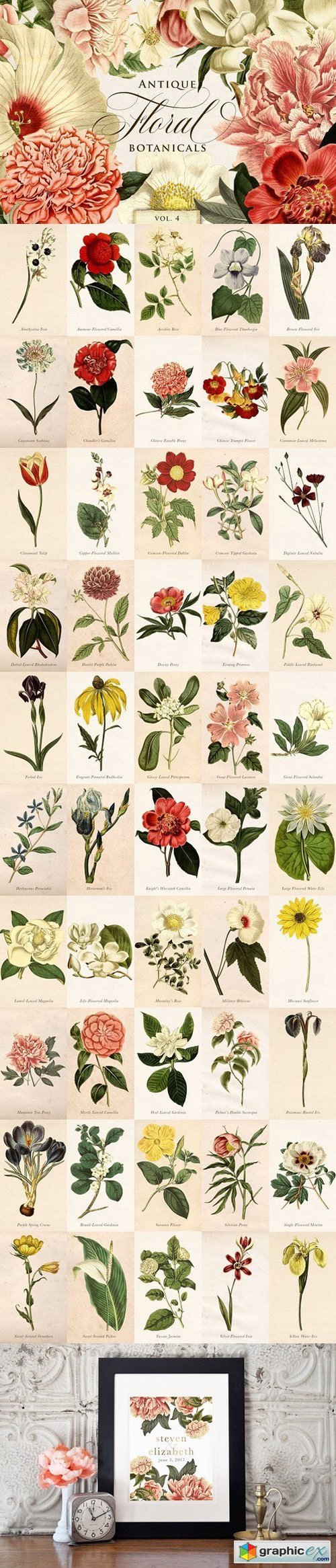 Antique Floral Botanical Graphics 4