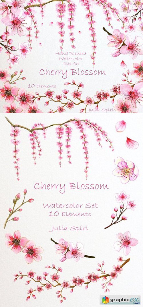 Cherry Blossom. Watercolor Clip Art