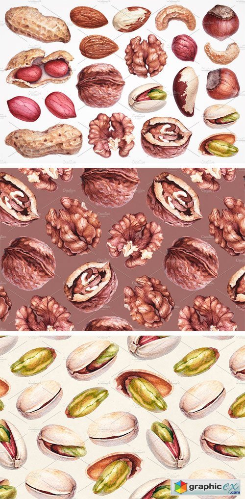 Watercolour Illustrations of Nuts