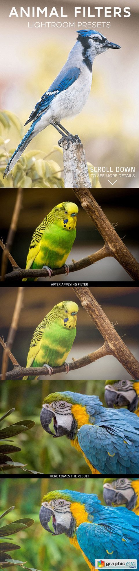 3 Animal Presets for Lightroom & Photoshop Camera Raw (+ Ps Actions)