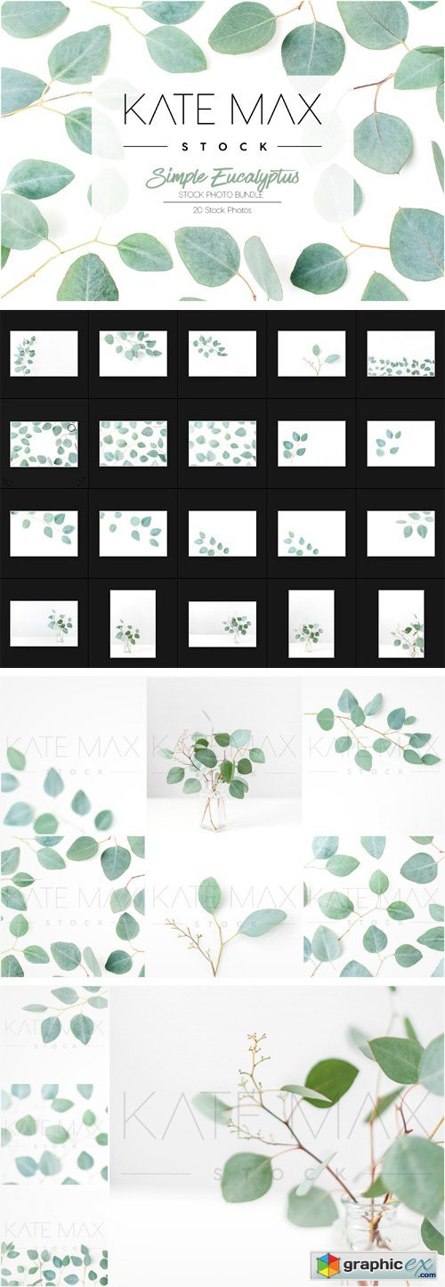 Simple Eucalyptus Stock Photo Bundle