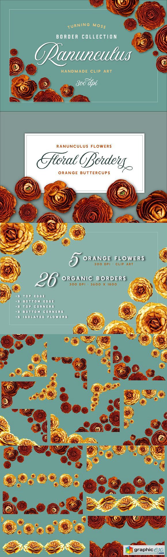 Ranunculus Borders and ClipArt