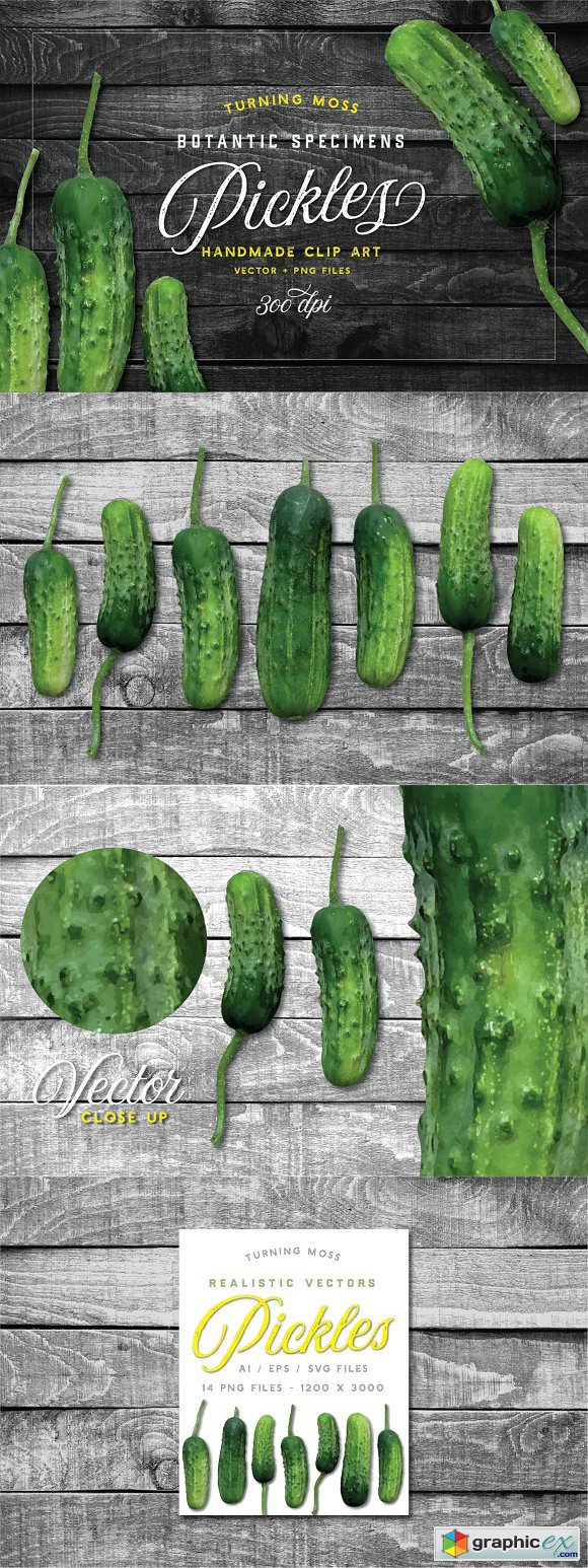 Pickle Vector - Botanic Specimens