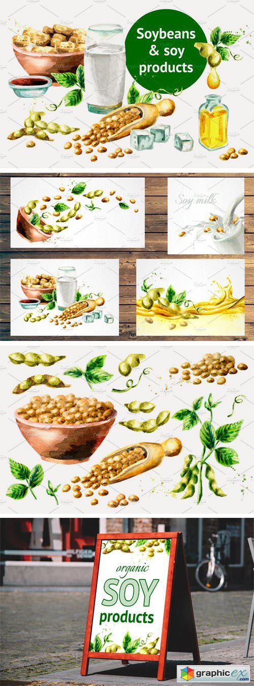 Soybeans & Soy Products. Watercolor
