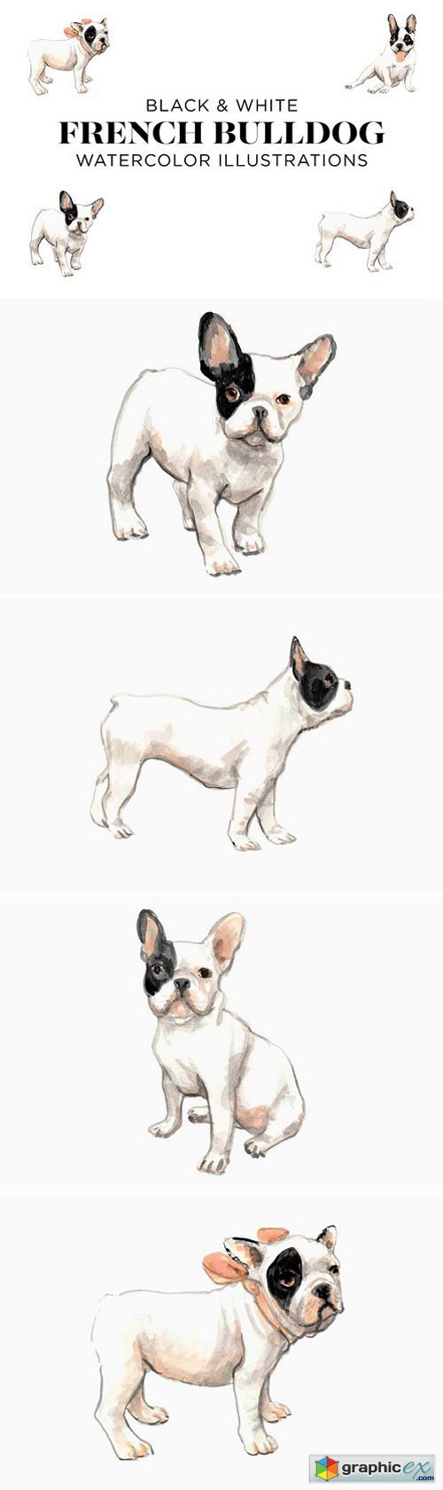 Black and White French Bulldogs