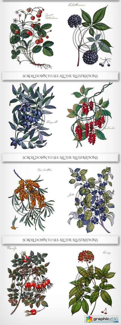 Botanical Illustrations. Berries
